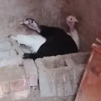 یک عددبوقلمون کرک محلی