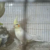 عروس هلندی بالغ|پرنده|طرقبه, |دیوار