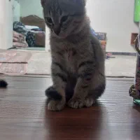 واگذاری بچه گربه ۲ماهه