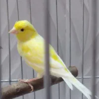 قناری واتر اسلاگر