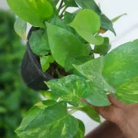 گیاه زیبای پتوس|گل و گیاه طبیعی|اهواز, شریعتی جنوبی|دیوار