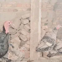 حیوانات بالدار|حیوانات مزرعه|خاش, |دیوار