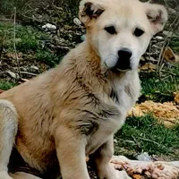 توله سگ نر ۹ ماهه معاوضع با شکاری