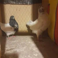 یه تعداد کفتر پرشی به شرط