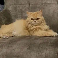 واگذاری گربه پرشین