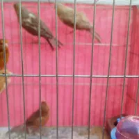 قناری|پرنده|شاهین‌شهر, اقبال لاهوری|دیوار