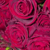 پخش بدون واسطه گل رز هلندی در تهران|گل و گیاه طبیعی|ری, بازار گل خاوران|دیوار