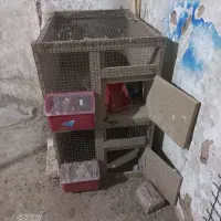 جفتگاه کبوتر