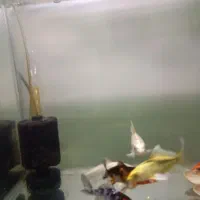 ماهی کوی نژاد دار|ماهی|کرج, فاز ۳ مهرشهر|دیوار