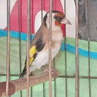 ۳عدد سهره  متولد قفس|پرنده|فردیس, شهرک شهید حسینی|دیوار