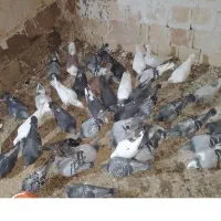 کبوتر|پرنده|سلیمان, |دیوار