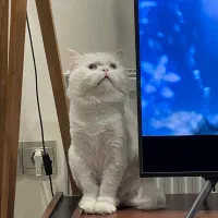 واگذاری گربه پرشین|گربه|تهران, ائمه اطهار|دیوار