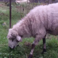 فروش گوسفند نر وماده