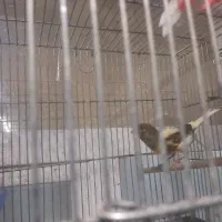 قناری عروس گلبسر|پرنده|تاکستان, |دیوار