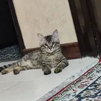 واگذاری گربه نر|گربه|شیراز, دروازه قران|دیوار