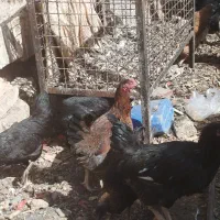 مرغ طاقچه خروس گلین تخم گذار زیر مرغی|حیوانات مزرعه|رضویه, |دیوار