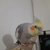 عروس هلندی|پرنده|تربت جام, المهدی|دیوار