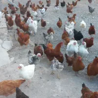 مرغ تخمگذار محلی