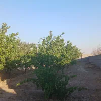 باغچه-چاردیواری