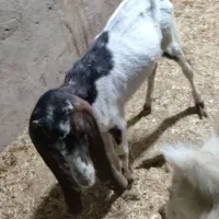 بز ماده|حیوانات مزرعه|باوی, |دیوار