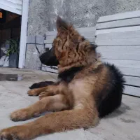 ژرمن وورک 6 ماهه