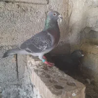 کبوتر‌‌مسافتی