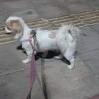 پیکینیز|سگ|وحیدیه, |دیوار