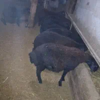 نوه عدد بره|حیوانات مزرعه|لیلان, |دیوار