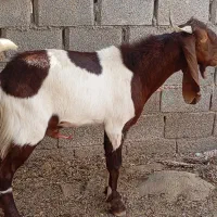 ۷ عدد کهره نر بز مست و قصابی گلدشت