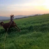 مادیان اصیل ماهیدشت