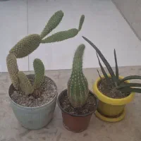 گل کاکتوس آپارتمانی