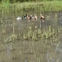 اردک محلی نر