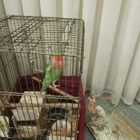 پرنده / طوطی برزیلی / 3 عدد پرنده طوطی برزیلی