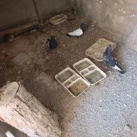کبوتر|پرنده|دوگنبدان, |دیوار