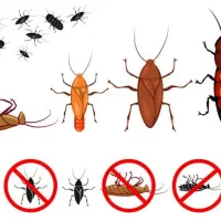 سمپاشی و سوسک کشی ۱۰۰٪ تضمینی|خدمات نظافت|اردبیل, |دیوار