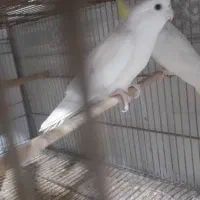 عروس هلندهای بالغ|پرنده|قشم, |دیوار