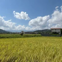 فروش عمده برنج طارم هاشمی ارسال به سراسر مازندران