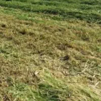 اجاره زمین و آب برای کشاورزی یا دامداری