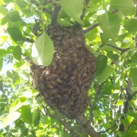 عسل طبیعی وخالص ۴۰گیاه|خوردنی و آشامیدنی|آوج, |دیوار