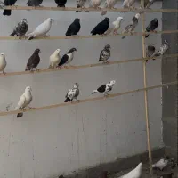 کبوتر