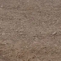 زمین-کیان-اباد-سیدصفری