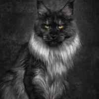 فروش گربه مینکون+ پرشین|گربه|کرمان, |دیوار