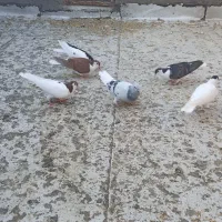 7رنگه