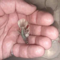 ماهی فایتر|ماهی|کرج, حصارک پایین|دیوار