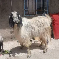 نربز