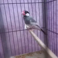 فنچ نرگسی نر|پرنده|قزوین, |دیوار