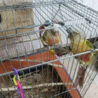 یک جفت گرینچیک نروماده رام دستی نزدیکه  تخم بزارن|پرنده|کهنوج, |دیوار