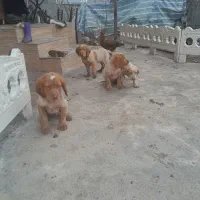 سگ توله شکاری|سگ|کوچصفهان, |دیوار