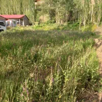 زمین600متر در جاده چالوس کیلومتر 65روستای ازادبر