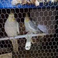 عروس هلندی آهویی جوجه دون خور